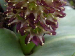 Eucomis schijffii green flower stalk and more